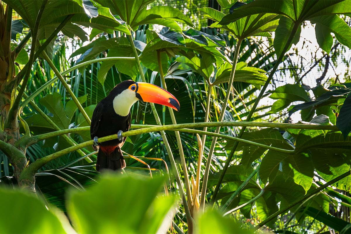 The Haven Belize | Close to Nature